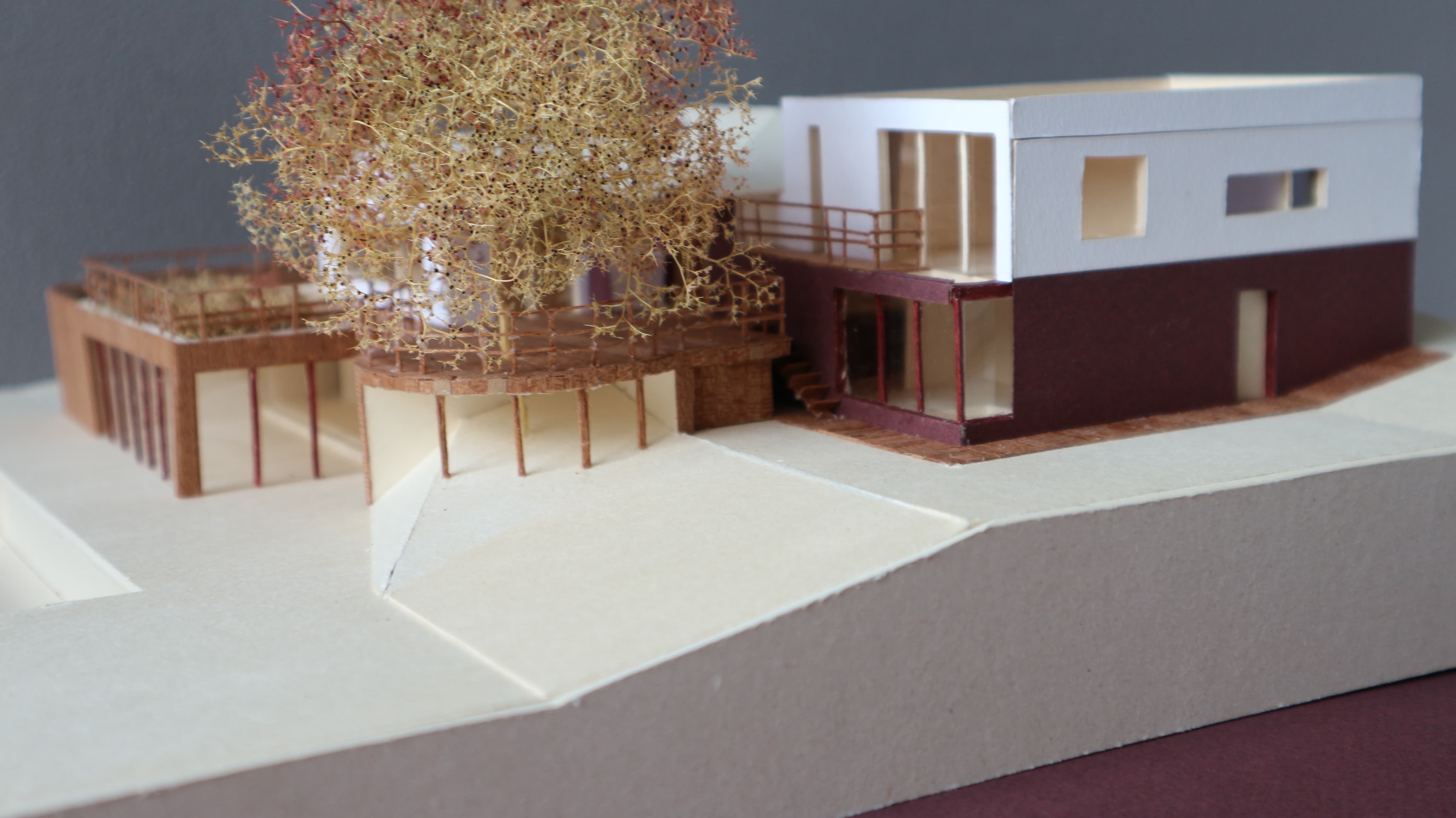 Maquette, construire autour d'un grand arbre